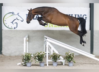 KWPN, Mare, 5 years, 17 hh