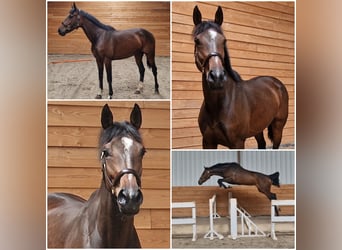 KWPN, Mare, 5 years, Bay-Dark