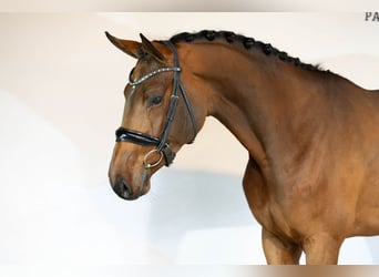 KWPN, Mare, 5 years, Brown