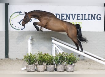 KWPN, Mare, 5 years, Brown