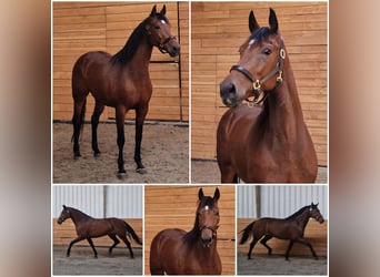 KWPN, Mare, 5 years