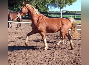 KWPN, Mare, 6 years, 15,1 hh, Palomino