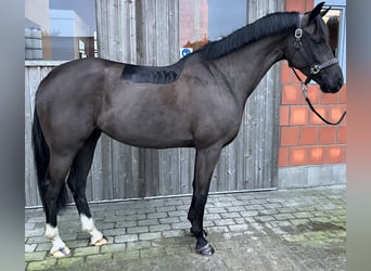 KWPN, Mare, 6 years, 15.1 hh, Smoky-Black