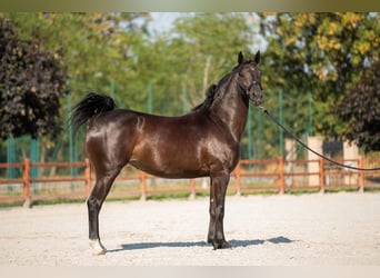 KWPN, Mare, 6 years, 15.2 hh, Bay-Dark