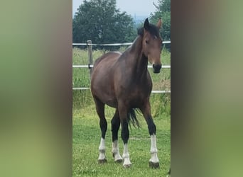 KWPN, Mare, 6 years, 15.2 hh, Brown