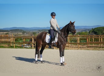 KWPN, Mare, 6 years, 15.2 hh, Brown