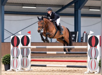 KWPN, Mare, 6 years, 15.2 hh, Brown