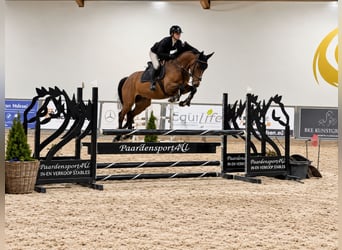 KWPN, Mare, 6 years, 15.2 hh, Brown
