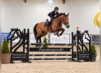 KWPN, Mare, 6 years, 15.2 hh, Brown