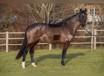 KWPN, Mare, 6 years, 15,3 hh, Bay-Dark