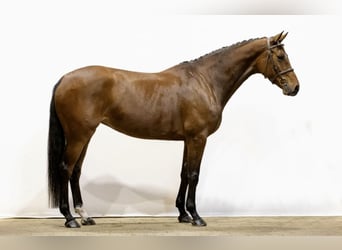 KWPN, Mare, 6 years, 15.3 hh, Brown