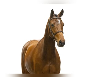 KWPN, Mare, 6 years, 15.3 hh, Brown