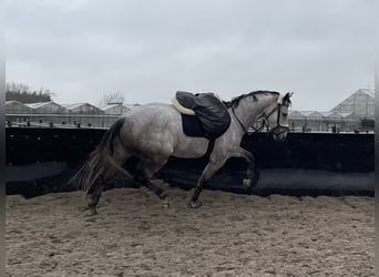 KWPN, Mare, 6 years, 15.3 hh, Gray