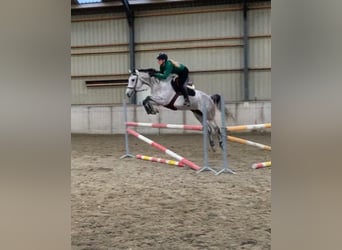 KWPN, Mare, 6 years, 15.3 hh, Gray