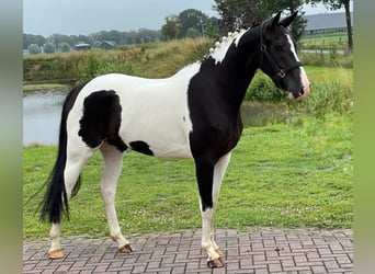 KWPN, Mare, 6 years, 15.3 hh, Tobiano-all-colors