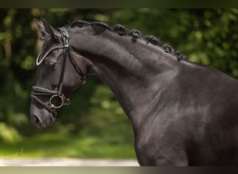 KWPN, Mare, 6 years, 15,2 hh, Black