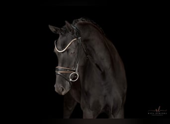KWPN, Mare, 6 years, 15,2 hh, Black