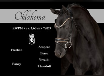 KWPN, Mare, 6 years, 15,2 hh, Black