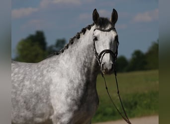 KWPN, Mare, 6 years, 15,2 hh, Gray-Dapple