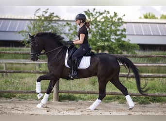 KWPN, Mare, 6 years, 15,3 hh, Black