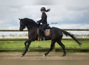 KWPN, Mare, 6 years, 15,3 hh, Black