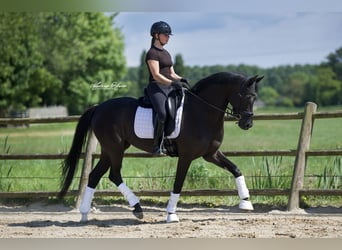 KWPN, Mare, 6 years, 15,3 hh, Black