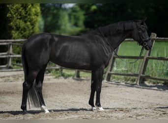 KWPN, Mare, 6 years, 15,3 hh, Black