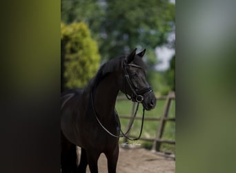KWPN, Mare, 6 years, 15,3 hh, Black