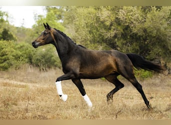 KWPN, Mare, 6 years, 16,1 hh, Bay-Dark