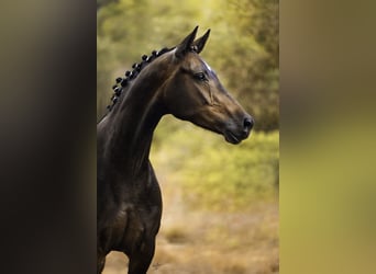 KWPN, Mare, 6 years, 16,1 hh, Bay-Dark