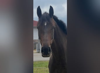 KWPN, Mare, 6 years, 16.1 hh, Bay-Dark