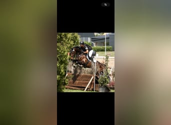 KWPN, Mare, 6 years, 16.1 hh, Bay-Dark