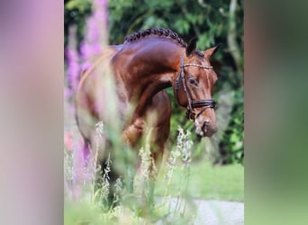 KWPN, Mare, 6 years, 16,1 hh, Bay