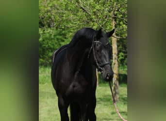 KWPN, Mare, 6 years, 16.1 hh, Black