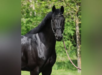 KWPN, Mare, 6 years, 16.1 hh, Black