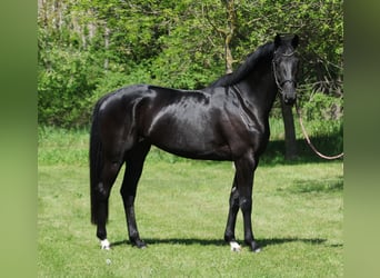 KWPN, Mare, 6 years, 16.1 hh, Black