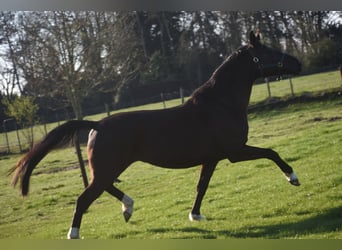 KWPN, Mare, 6 years, 16.1 hh, Black