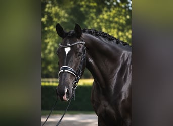 KWPN, Mare, 6 years, 16.1 hh, Black