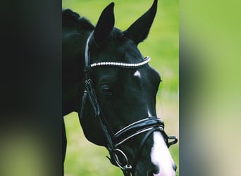 KWPN, Mare, 6 years, 16.1 hh, Black