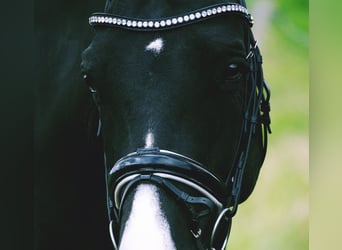 KWPN, Mare, 6 years, 16.1 hh, Black