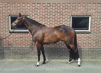 KWPN, Mare, 6 years, 16.1 hh, Black