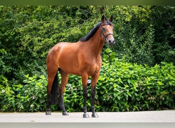 KWPN, Mare, 6 years, 16.1 hh, Brown