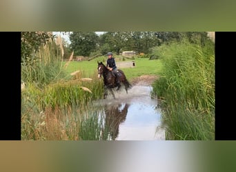 KWPN, Mare, 6 years, 16,1 hh, Brown