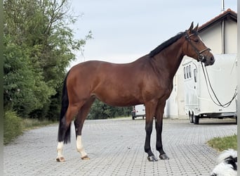 KWPN, Mare, 6 years, 16.1 hh, Brown