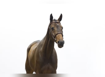 KWPN, Mare, 6 years, 16.1 hh, Brown