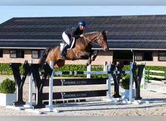 KWPN, Mare, 6 years, 16.1 hh, Brown
