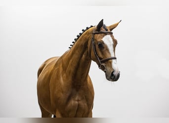KWPN, Mare, 6 years, 16.1 hh, Brown