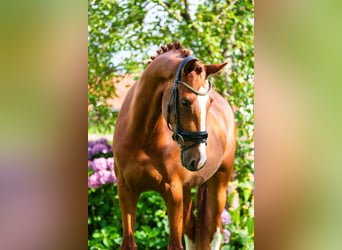 KWPN, Mare, 6 years, 16.1 hh, Chestnut-Red