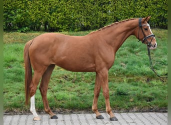 KWPN, Mare, 6 years, 16.1 hh, Chestnut-Red