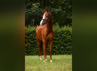 KWPN, Mare, 6 years, 16,1 hh, Chestnut-Red